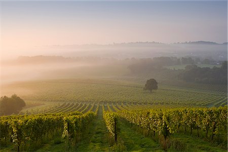 Early morning mist over vineyard, The North Downs, Dorking, Surrey, England, United Kingdom, Europe Stock Photo - Rights-Managed, Code: 841-02711411