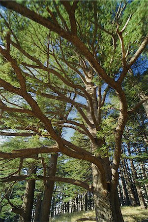 The last remaining forest of biblical cedars, Cedar Forest, Lebanon, Middle East Foto de stock - Direito Controlado, Número: 841-02711618