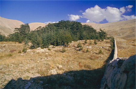 Last remaining cedar forest covering only a few hectares, Cedar Forest, Lebanon, Middle East Foto de stock - Direito Controlado, Número: 841-02711619