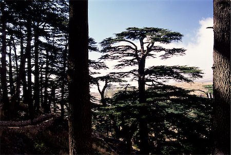 The last remaining forest of biblical cedars in Lebanon, Cedar Forest, Lebanon, Middle East Foto de stock - Direito Controlado, Número: 841-02711621