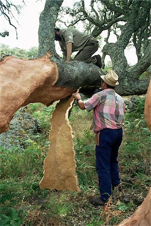 Old cork oak is stripped, Sardinia, Italy, Europe Stock Photo - Rights-Managed, Code: 841-02711622