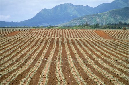 pineapple field pic - Fields of pineapples owned by Delmonte, Oahu, Hawaiian Islands, United States of America, North America Stock Photo - Rights-Managed, Code: 841-02711717