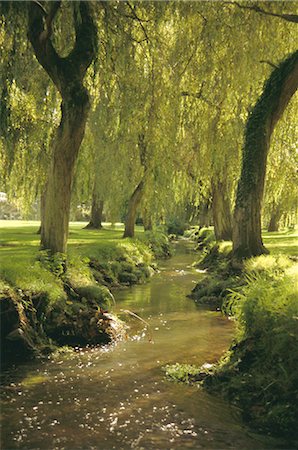 Saules de cours d'eau forestier, New Forest, Hampshire, Angleterre, Royaume-Uni, Europe Photographie de stock - Rights-Managed, Code: 841-02711745