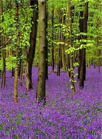 simsearch:841-07204876,k - Bluebells (hyacinthoides non-scriptus) in a beech wood (fagus sylvatica), West Stoke, West Sussex, England, United Kingdom, Europe Foto de stock - Con derechos protegidos, Código: 841-02711755
