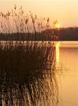 reed - Reeds at sunset, Frensham Great Pond, Frensham, Surrey, England, United Kingdom, Europe Stock Photo - Rights-Managed, Code: 841-02711750