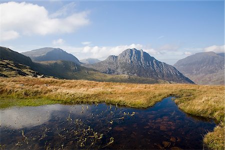 snowdonia national park - Bogbean (Menyanthes trifoliata) in foreground, with Glyder Fach, Bristly Ridge and Tryfan mountain east face across Nant yr Ogof, Snowdonia National Park, Ogwen, Conwy, Wales, United Kingdom, Europe Stock Photo - Rights-Managed, Code: 841-02711796