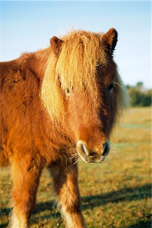 shetlandpony - Kastanien Shetlandpony, Fritham, New Forest, England, UK Stockbilder - Lizenzpflichtiges, Bildnummer: 841-02711821