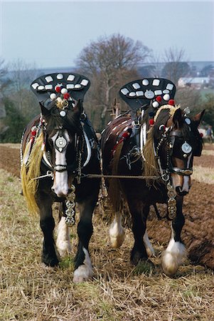 simsearch:841-02915475,k - Décorées de chevaux shire tirant une charrue dans Cornwall, Angleterre, Royaume-Uni, Europe Photographie de stock - Rights-Managed, Code: 841-02711918