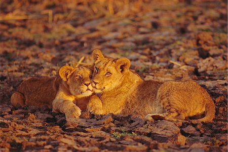 Lionne et cub, Delta de l'Okavango, au Botswana, Afrique Photographie de stock - Rights-Managed, Code: 841-02711944