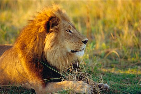 lion sitting