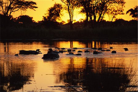 delta d'okavango - Scène tranquille d'un groupe d'hippopotame (Hippopotamus amphibius) dans l'eau au coucher du soleil, Delta de l'Okavango, au Botswana, Afrique Photographie de stock - Rights-Managed, Code: 841-02711940
