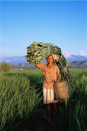 Woman carrying palm fronds, standing in rice field, Refina, Flores, Indonesia, Southeast Asia, Asia Stock Photo - Rights-Managed, Code: 841-02712084