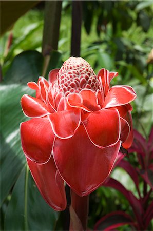 simsearch:841-02712442,k - Tropical flower, Costa Rica, Central America Stock Photo - Rights-Managed, Code: 841-02712447