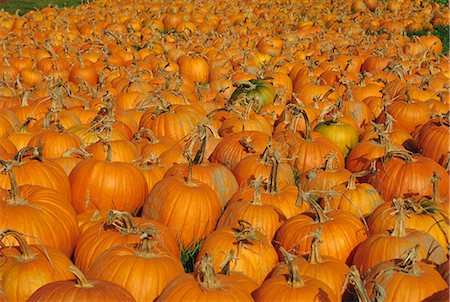 Large number of pumpkins for sale on a farm in Vermont, New England, United States of America, North America Stock Photo - Rights-Managed, Code: 841-02712834