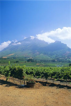 south africa and crops - Vineyards in the Cape winelands, near Stellenbosch, Cape Province, South Africa, Africa Stock Photo - Rights-Managed, Code: 841-02712847