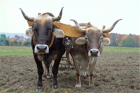 Close-up of two oxen pulling a plough in a Shaker village where traditional farming methods are used, at Hancock, Massachusetts, New England, United States of America Foto de stock - Con derechos protegidos, Código: 841-02712892