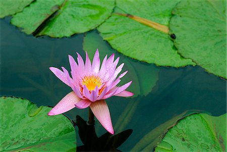 Waterlily, Botanical Gardens, Mauritius Stock Photo - Rights-Managed, Code: 841-02712944