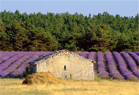 simsearch:841-02716373,k - Stone building in lavender field, Plateau de Sault, Haute Provence, Provence, France, Europe Stock Photo - Rights-Managed, Code: 841-02713123