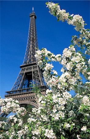 paris flower - Eiffel Tower, Paris, France, Europe Stock Photo - Rights-Managed, Code: 841-02713229