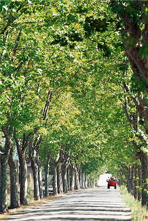 straight road - Avenue of plane trees, Lancon, Bouches du Rhone, Provence, France, Europe Stock Photo - Rights-Managed, Code: 841-02713247