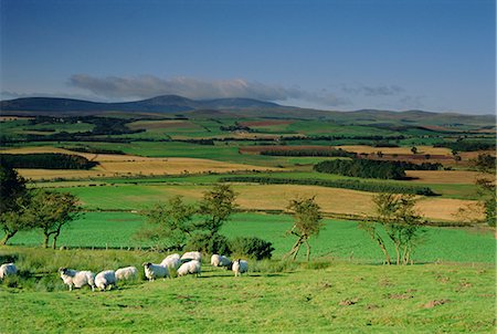 Sheep and fields with Cheviot Hills in the distance, Northumbria (Northumberland), England, United Kingdom, Europe Stock Photo - Rights-Managed, Code: 841-02713351