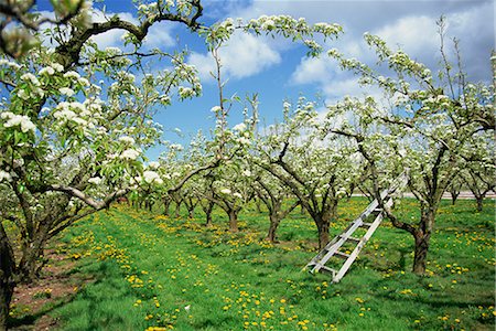 pear fruit trees photography - Pear blossom in orchard, Holt Fleet, Worcestershire, England, United Kingdom, Europe Stock Photo - Rights-Managed, Code: 841-02713384