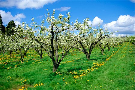 simsearch:841-02919015,k - Blossom on pear trees in orchard, Holt Fleet, Worcestershire, England, United Kingdom, Europe Stock Photo - Rights-Managed, Code: 841-02713385