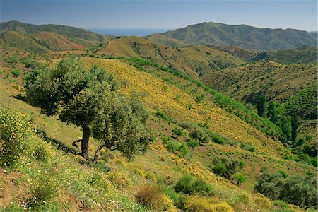 spain malaga landscape photography - Landscape of hills near Competa in the Malaga region of Andalucia (Andalusia), Spain, Europe Stock Photo - Rights-Managed, Code: 841-02713453