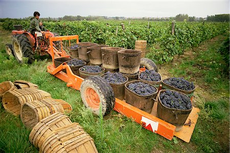 Harvesting grapes, St. Joseph, Ardeche, Rhone Alpes, France, Europe Foto de stock - Con derechos protegidos, Código: 841-02713474