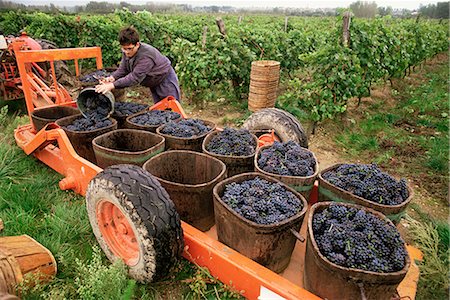 france harvest day - Harvesting grapes in the Rhone Valley, Rhone Alpes, France, Europe Stock Photo - Rights-Managed, Code: 841-02713477