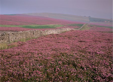 simsearch:841-03489715,k - Moors près Grinton:, Yorkshire, Angleterre, Royaume-Uni, Europe Photographie de stock - Rights-Managed, Code: 841-02713489