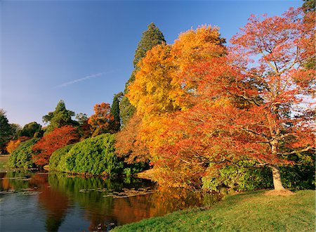 simsearch:841-02710949,k - Acer trees in autumn, Sheffield Park, Sussex, England, United Kingdom, Europe Stock Photo - Rights-Managed, Code: 841-02713495