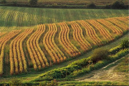 simsearch:841-02992754,k - Champs de maïs près de Geaune, Landes, Aquitaine, France, Europe Photographie de stock - Rights-Managed, Code: 841-02713534