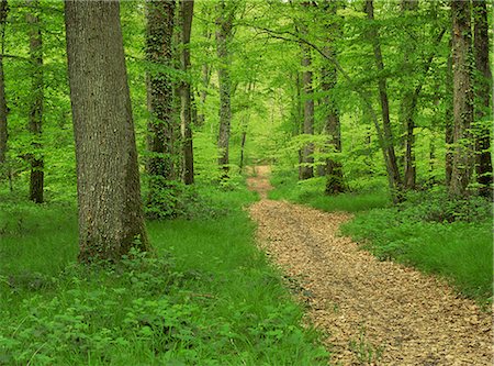 Forest of Chambord, Loir et Cher, Loire Centre, France, Europe Fotografie stock - Rights-Managed, Codice: 841-02713556