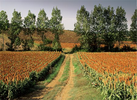 Millet field near Condom, Gascony, Midi-Pyrenees, France, Europe Stock Photo - Rights-Managed, Code: 841-02713559