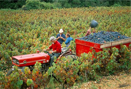 Harvesting grapes, near Bagnoles sur Ceze, Languedoc Roussillon, France, Europe Stock Photo - Rights-Managed, Code: 841-02713553