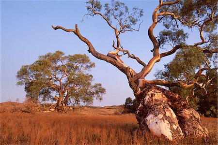 flinders range national park - Red River Gum tree, Eucalyptus camaldulensis, Flinders Range, South Australia, Australia, Pacific Stock Photo - Rights-Managed, Code: 841-02713756