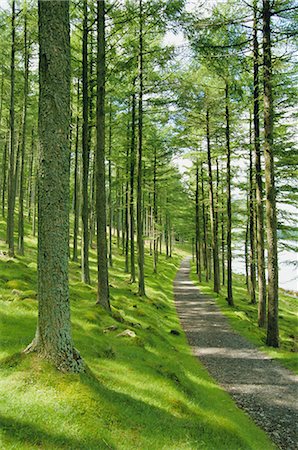 Path and sunlight through pine trees, Burtness Wood, near Buttermere, Lake District National Park, Cumbria, England, United Kingdom, Europe Foto de stock - Con derechos protegidos, Código: 841-02713775