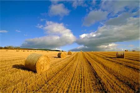 simsearch:841-02925569,k - Hay bales near Contin, Highlands Region, Scotland, United Kingdom, Europe Stock Photo - Rights-Managed, Code: 841-02713789