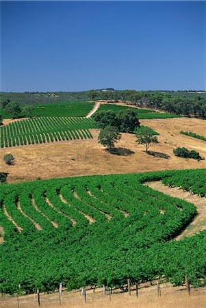 Vignobles, McLaren Vale, Clarendon, Australie-méridionale, Australie, Pacifique Photographie de stock - Rights-Managed, Code: 841-02713929