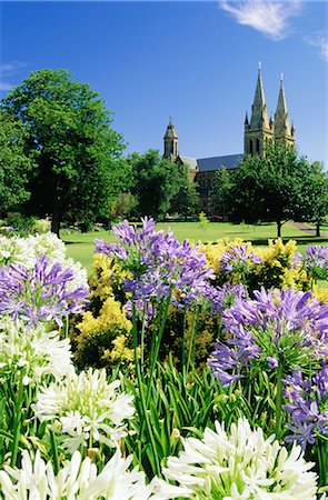Agapanthus flowers and St. Peters Anglican Cathedral, Adelaide, South Australia, Australia Foto de stock - Direito Controlado, Número: 841-02713931