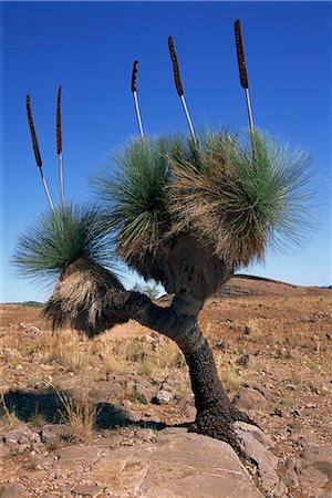 flinders range national park - Tree-like yakka plant, Flinders Range, South Australia, Australia, Pacific Stock Photo - Rights-Managed, Code: 841-02713946
