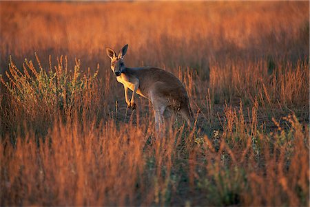 flinders range national park - Close-up of a grey kangaroo (Macropus fuliginosus melanops), Flinders Range, South Australia, Australia, Pacific Stock Photo - Rights-Managed, Code: 841-02713947