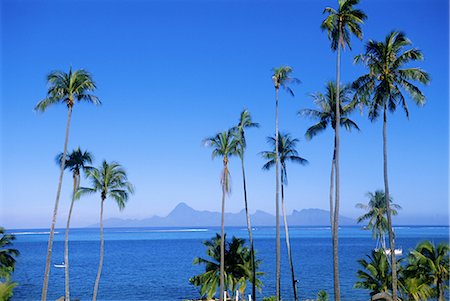 simsearch:841-02944239,k - Palm trees and island, Tahiti, Society Islands, French Polynesia, South Pacific Islands, Pacific Foto de stock - Con derechos protegidos, Código: 841-02713972