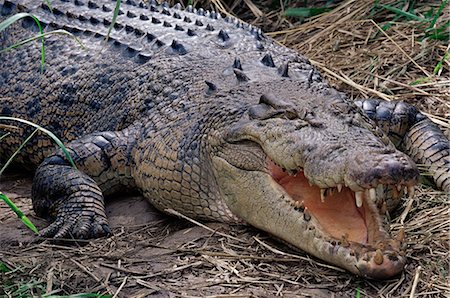 Saltwater crocodile (Crocodylus porosus), Airlie Beach, Queensland, Australia, Pacific Stock Photo - Rights-Managed, Code: 841-02720007