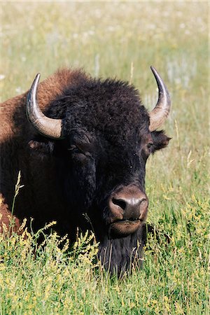 Bison (Bison bison), Theodore Roosevelt National Park, North Dakota, United States of America, North America Foto de stock - Con derechos protegidos, Código: 841-02720017