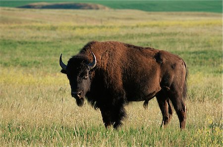 Bison (Bison bison), Theodore Roosevelt National Park, North Dakota, United States of America, North America Stock Photo - Rights-Managed, Code: 841-02720013