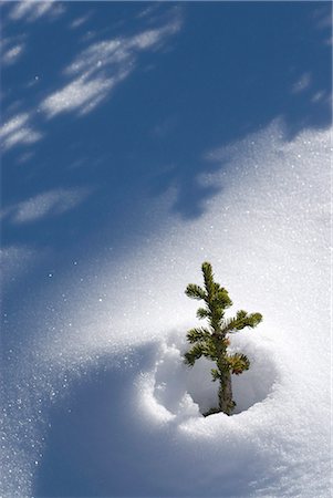 possibilità - Bow Summit, Banff National Park, Alberta, Canada, North America Fotografie stock - Rights-Managed, Codice: 841-02720314