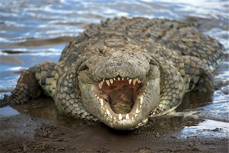 Nile crocodile (Crocodylus niliticus) on shore of Mara River with open jaws, Masai Mara National Reserve, Kenya, East Africa, Africa Stock Photo - Rights-Managed, Code: 841-02720779