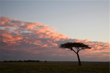 Masai Mara National Reserve, Kenya, East Africa, Africa Stock Photo - Rights-Managed, Code: 841-02720784